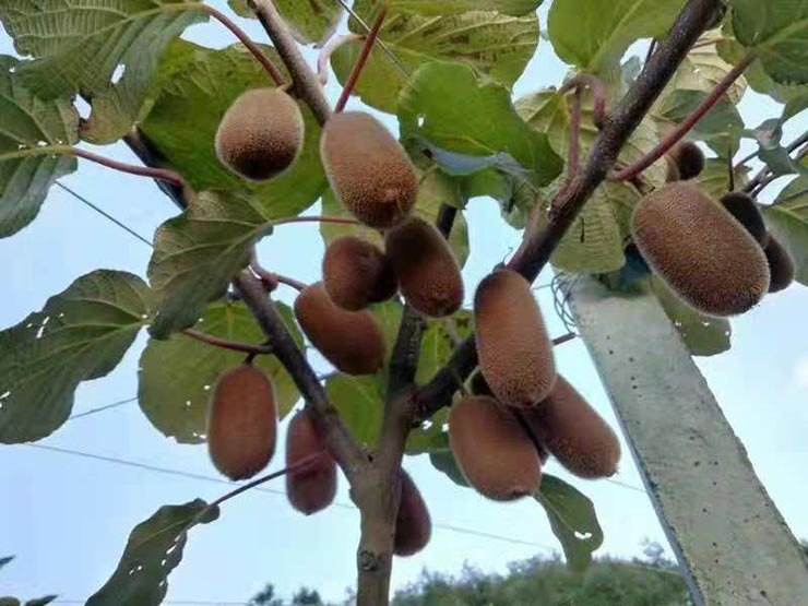 ���ݿ���(���Ρ�ku��)�ٷ���վ